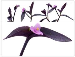 قلب ارغوانی